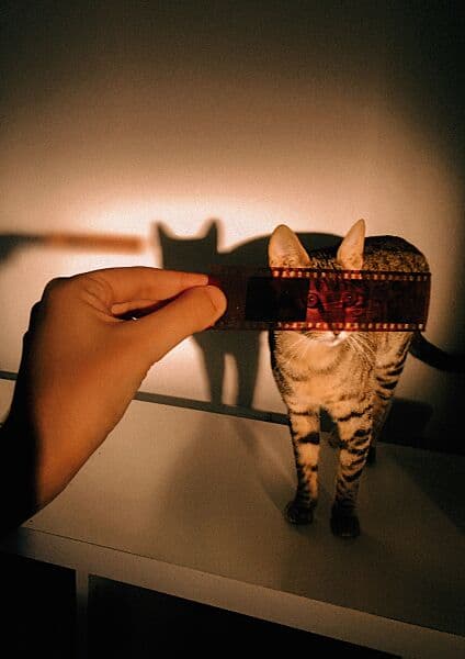 Film Cat - A3